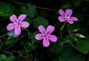 Phlox adsurgens, Woodland Phlox